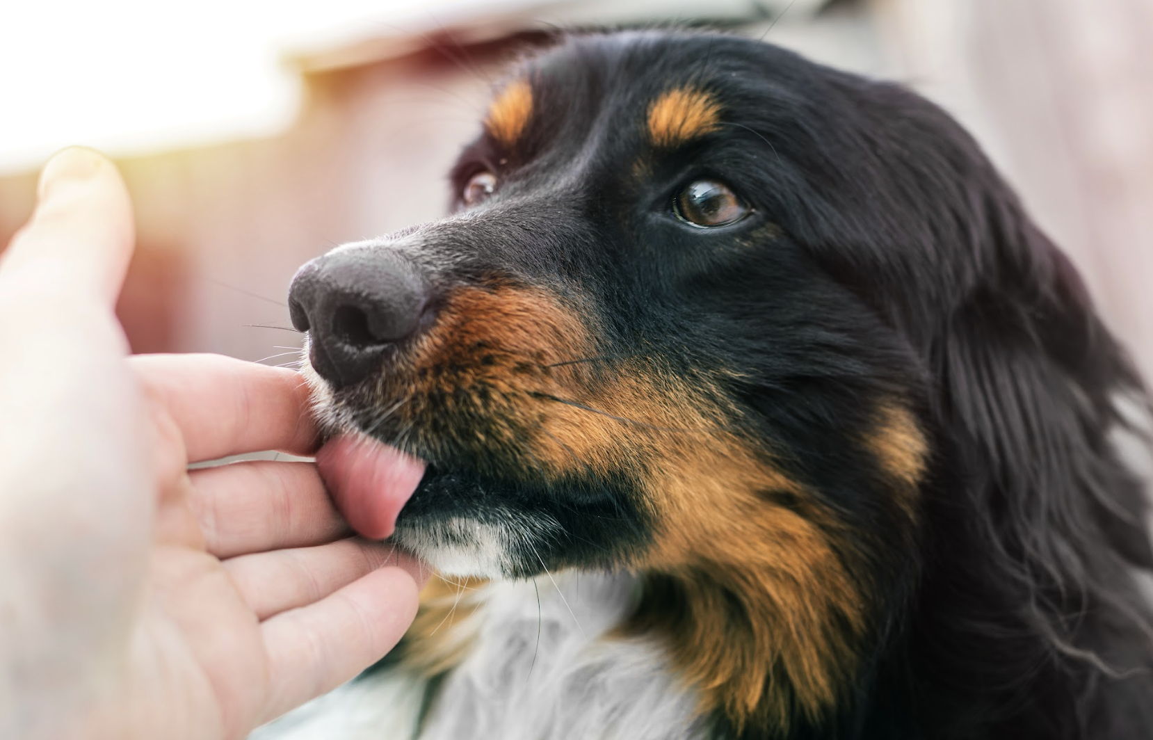 Lo que tu mascota no te dice, pero…